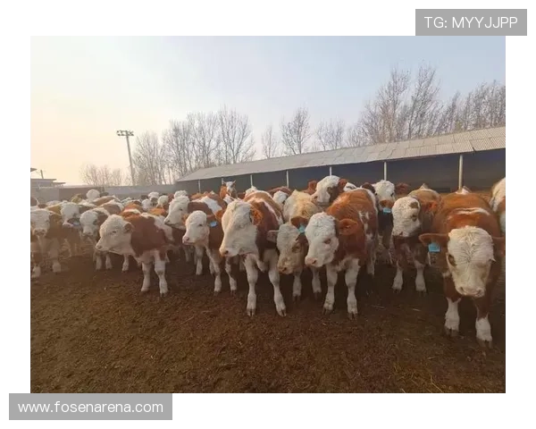 解读尊龙凯时中国人的传统与现代融合，创造多元文化